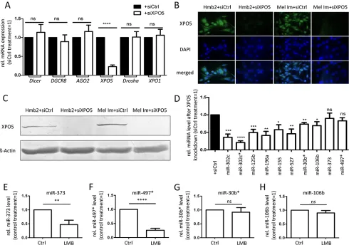 Figure 5: Functional consequences of XPO5 knockdown in melanoma cell lines. Im and Hmb2 significantly decreased the number of colonies formed in the clonogenic forming assay compared with that of siCtrl-treated cells (n=7)