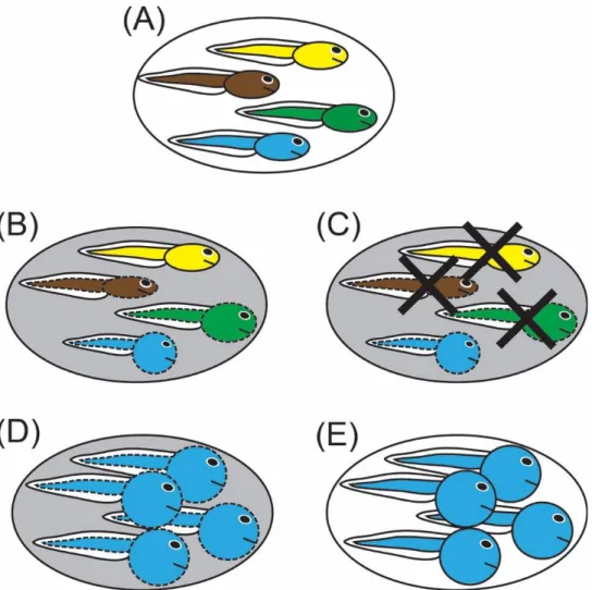 Fig. 3.1. An idealized representation of how plasticity-first evolution leads to a novel, adaptive,  complex trait