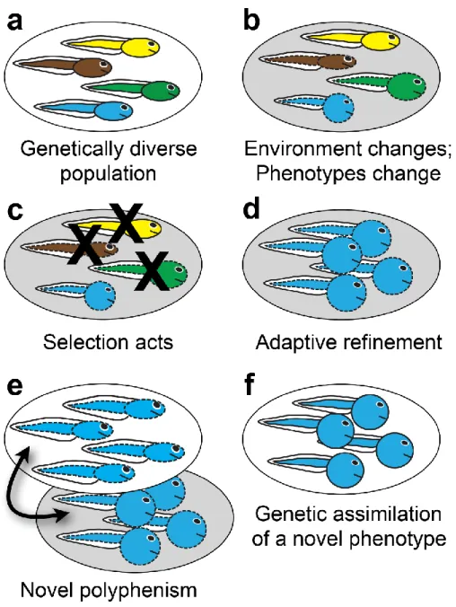 Fig. 4.1. How plasticity can facilitate the evolution of a novel, complex phenotype. (a) A  genetically diverse population (different colors: different genotypes) (b) experiences a novel  environment (shading), which induces novel phenotypes (dashed lines)