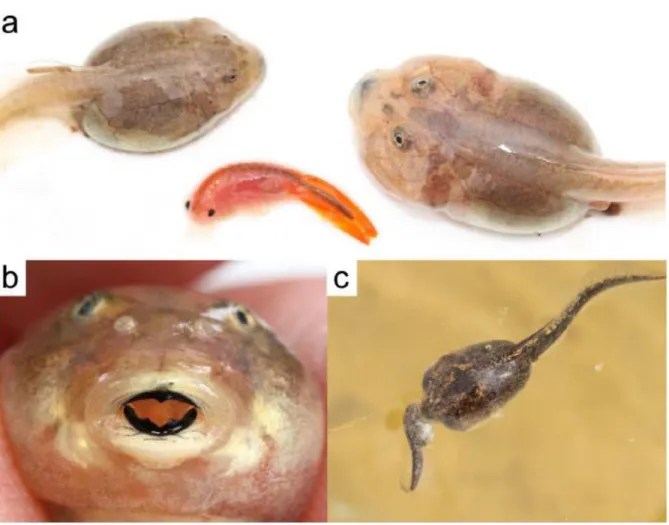 Fig. 4.3. North American spadefoot toads of the genus Spea have evolved a unique resource  polyphenism