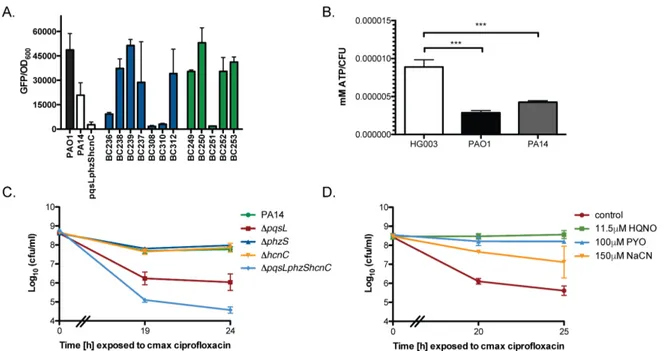 Figure 2.6. P. aeruginosa secondary metabolites inhibit S. aureus aerobic  respiration resulting in a drop in intracellular ATP and protection from 