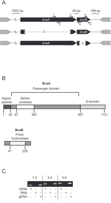 Fig.	  1.	  bcaA	  and	  bcaB	  appear	  to	  form	  an	  operon.	  (A)	  Genetic	  organization	  of	  the	   bcaA	  and	  bcaB	  locus	  and	  description	  of	  the	  strains	  used	  in	  this	  study.	  Visual	   represent