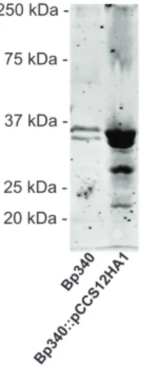 Fig.	  2.	  Immunoblot	  of	  whole	  cell	  lysates	  of	  Bp340	  with	  no	  tag,	  and	  