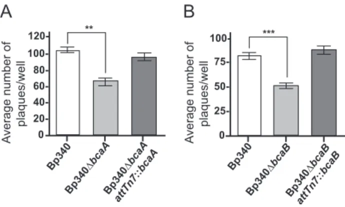 Fig.	  3.	  Average	  number	  of	  plaques	  formed	  in	  an	  A549	  monolayer	  by	  Bp340,	  