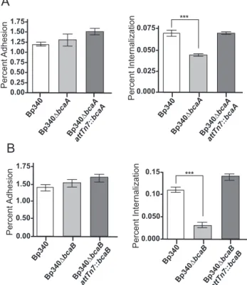Fig. 4. Colony forming units (CFU) recovered after two-hour adherence and invasion  assays with Bp340, Bp340ΔbcaA (A), Bp340ΔbcaB (B) and respective complementation  strains