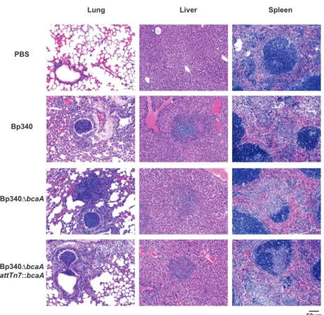 Fig. 6. Histological analysis of B. pseudomallei-infected tissues. Representative tissue  samples from BALB/c infected mice i.n