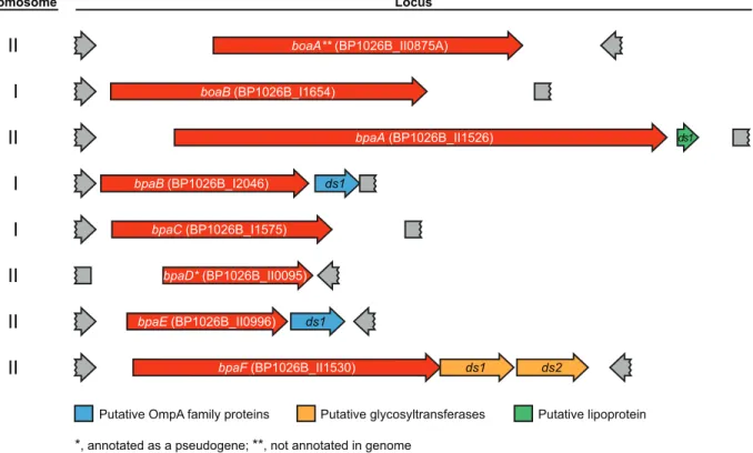 Fig. 1. B. pseudomallei 1026b putative trimeric AT gene loci. Genomic context of each  putative  trimeric  AT  gene  drawn  to  scale,  with  the  predicted  function  of  immediate  3ʹ′ 