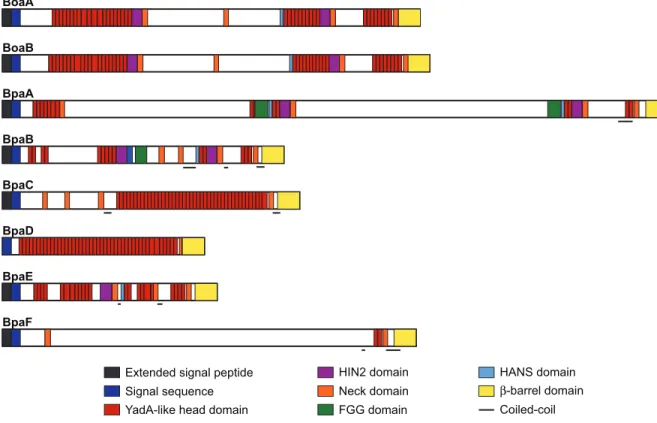 Fig. 2. B. pseudomallei 1026b putative trimeric AT protein domains. Domains predicted  by daTAA (domain annotation of trimeric autotransporter adhesins) are indicated in the  legend