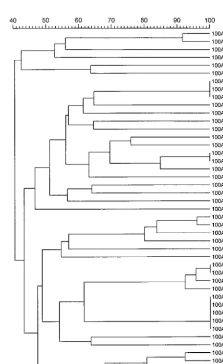 FIG. 1. Restriction patterns from Aseby PFGE. Lanes: 1 and 6, bacteriophage lambda DNA concatemers (sizes [inkilobases] are indicated on the left); 2, isolate 100A8; 3 and 4, pattern P7(isolates 100A28 and 100A32, respectively); 5, isolate 100A25; 7 to 11,