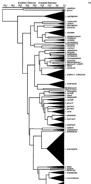 FIG. 1. Dendrogram based on unweighted pair group average linkage of FAME proﬁles, using mapped features, of 275 Legionella strains