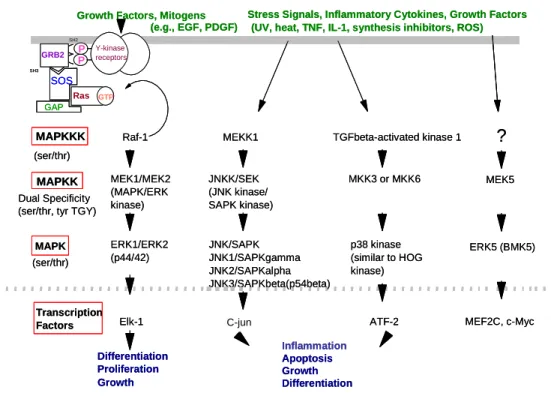 Figure  1-3 Mitogen activated protein kinase (MAPK) signaling pathways. MAPK pathways constitute a large  kinase  network  that  regulates  a  variety  of  physiological  processes,  such  as  cell  growth,  differentiation,  and  apoptotic  cell  death