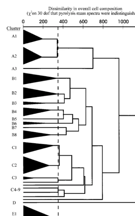 FIG. 1. Dendrogram of similarities between strains on the basis of PMS,which reﬂects whole-cell composition
