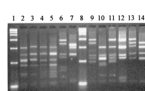 FIG. 2. Hae15, 2-kb marker; lane 2,III restriction proﬁles for some reference strains