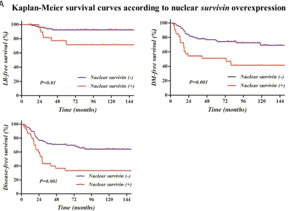 Figure 2: Kaplan-Meier survival curves according to survivin or p53 overexpression: Survival rates were significantly related with the overexpression of nuclear A