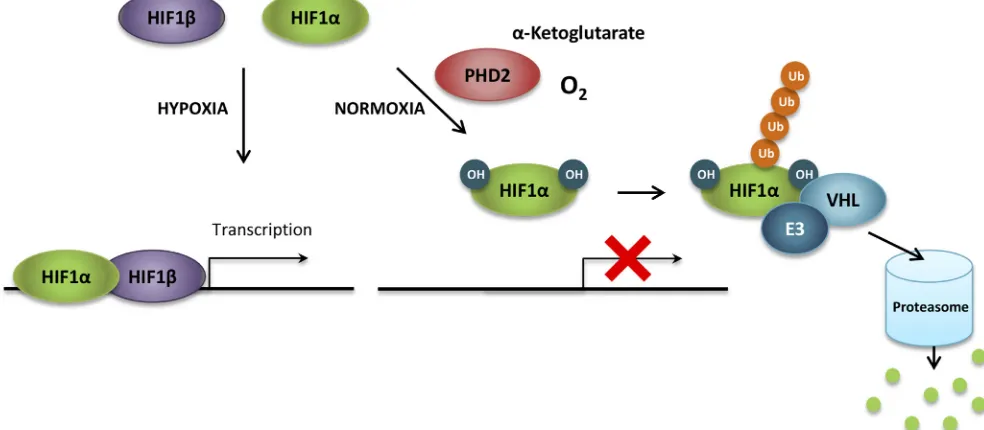 Figure 4: HIF1α regulation under normoxia. In the presence of oxygen and α-ketoglutarate, HIF1α subunits are hydroxylated on proline residues in the oxygen-dependent degradation (ODD) domain by prolyl hydroxylases (principally prolyl hydroxylase 2, PHD2)