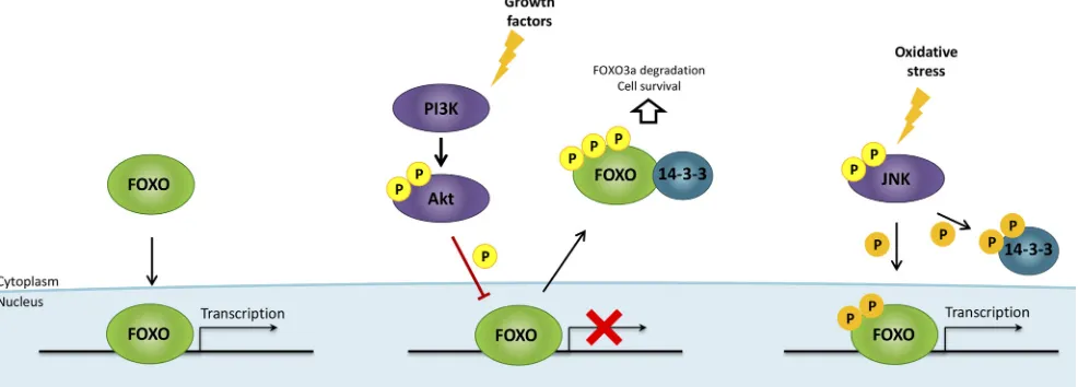 Figure 5: FOXO regulation by growth factors and oxidative stress. Growth factors activate PI3K/Akt pathway, resulting in FOXO factors phosphorylation, impairment of FOXO binding activity to DNA and promotion of FOXO interaction with the chaperone protein 1