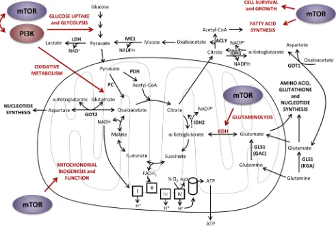 Figure 6: Effects of PI3K and mTOR on central carbon metabolism. PI3K and mTOR signaling pathways positively regulate each other’s activity, as well as glucose uptake and glycolysis, oxidative metabolism and glutaminolysis