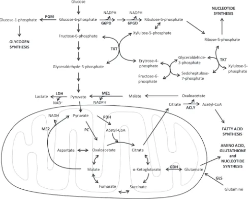 Figure 1: Major metabolic pathways involved in tumor metabolic reprogramming. An overview of the main catabolic and anabolic metabolic pathways supporting tumor cell growth and survival