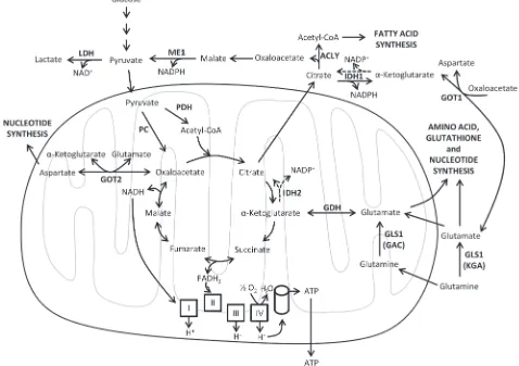 Figure 2: Mitochondrial metabolism. Schematic representation of the biosynthetic and bioenergetic reactions of the TCA cycle and the oxidative phosphorylation (OXPHOS)