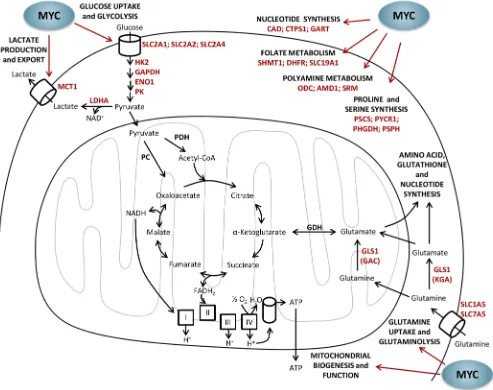 Figure 3: Metabolic regulation by MYC. MYC has a pivotal role in the metabolic reprogramming of tumor cells by enhancing glucose uptake and glycolysis, lactate production and export, glutamine uptake and glutaminolysis, mitochondrial biogenesis and oxidati