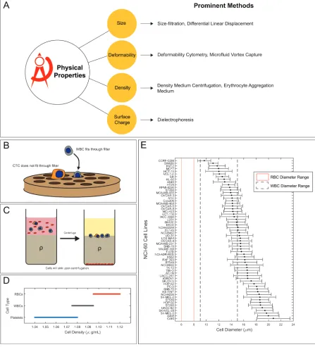 Figure 2: Physical properties can distinguish CTCs from other cells in the peripheral blood