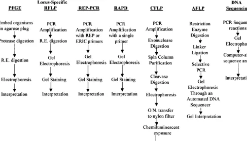 FIG. 1. Comparison of the procedural steps involved in various molecular typing methods
