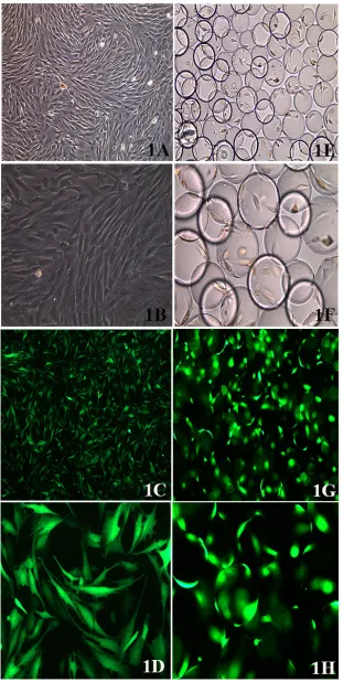 Figure 1: bMsc morphology. A.after viral transfection, as observed via fluorescence microscopy (100X), 3 microcarriers (100X), microcarrier complexes were observed via fluorescence microscopy (100X),  BMSC morphology as observed on an inverted microscope (