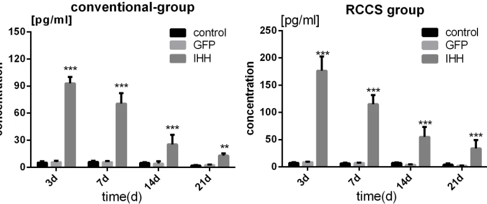 Figure 2: IHH protein expression during differentiation induction in bMscs after viral transfection