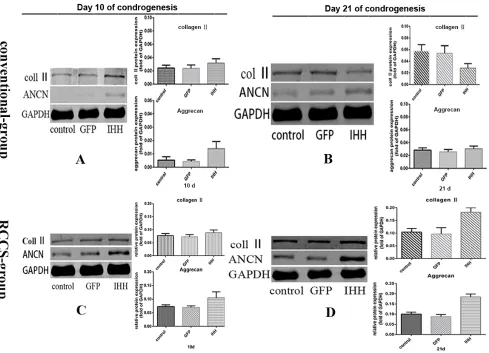 Figure 3: Expression of related genes during differentiation induction. A.of differentiation induction in the conventional group