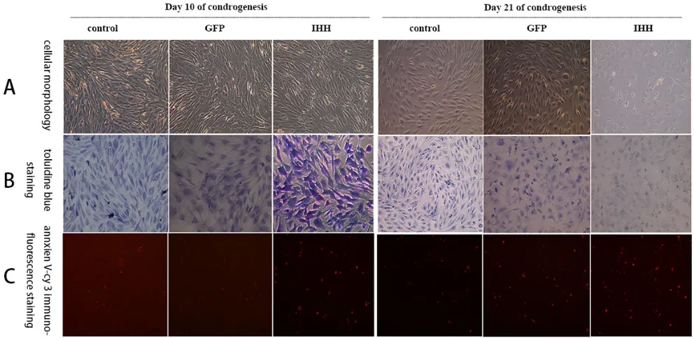 Figure 5: staining results for the process of differentiation induction in the conventional group