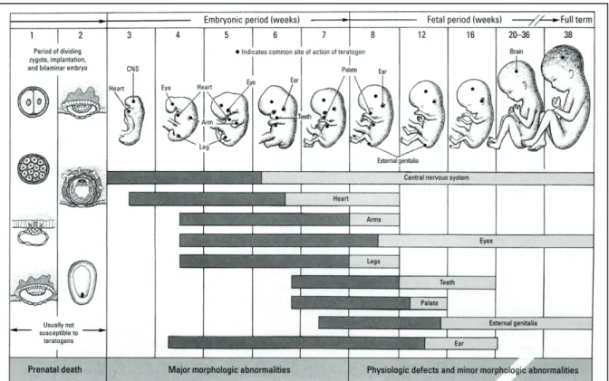 Figure 1.2. Critical periods for neuronal development in the  neonatal rodent brain. Times are based on autoradiographic  studies of specific structures over time