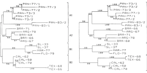 FIG. 5. Phylogenetic analysis of SLE virus isolates based on a 681-nucleotideDNA sequence between positions 924 to 1604 (numbered after strain MSI-7
