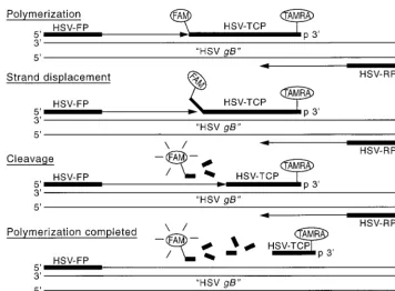 FIG. 1. Construction of quantitative ﬂuorescence-based assay for detection of HSV DNA (see text for the sequences of the HSV forward primer [primer HSV-FP],HSV reverse primer [HSV-RP], and HSV gB type-common probe [probe HSV-TCP]