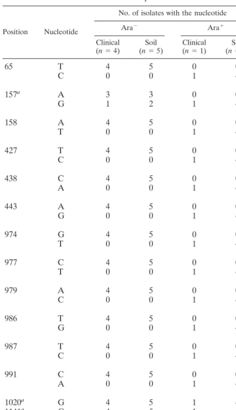 TABLE 2. Nucleotide sequence differences between Ara�and Ara� isolates of B. pseudomallei