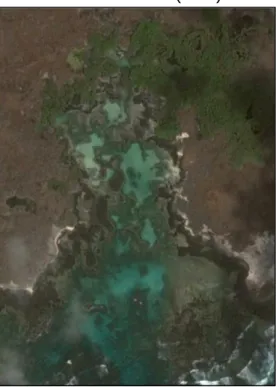 Fig. 3: Google Earth Image of Rosa Blanca 2  sites with visible mangrove forest and rocky  coastline