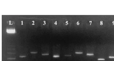 FIG. 2. Speciﬁcity of universal ITS2 primers against bacteria and humangenomic DNA. PCR ampliﬁcation using the ITS4 and ITS86 primer pair was