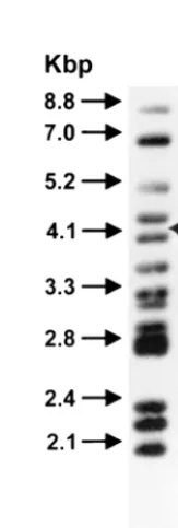 FIG. 2. Long restriction fragments of M. aviumand Methods. MW, PFGE molecular weight markers (Mid-Range II; New En-lates from rabbits (R preﬁx) and cattle (F preﬁx) from farm A