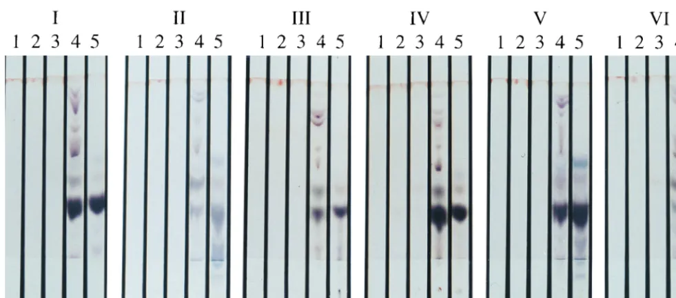 TABLE 3. Distribution of chemotypes of cattle andrabbit isolates from two positive farmsa