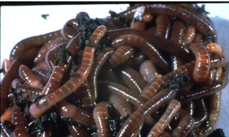 Figure 6- Earthworms (Edwards, 2017). 