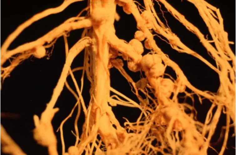 Figure 7 - Root nodules containing rhizobium bacteria (Temple,  2017).