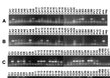 TABLE 1. Oligonucleotide primers used to amplify andsequence unknown EVs