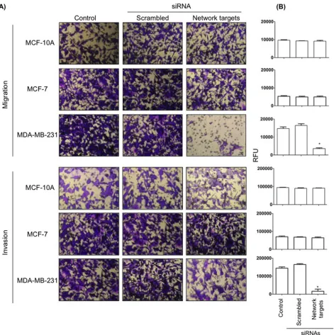 Figure 5: The knockdown of the network targets decreases cell migration and invasion in MDA-MB-231 cells