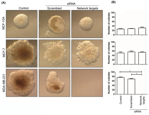 Figure 6: The knockdown of the network targets decreases the growth of MDA-MB-231 cells in soft agar