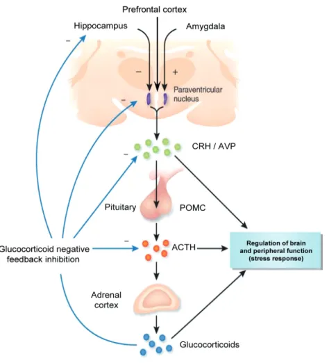 Figure 1 |  Schematic representation of  the different components of  the HPA axis. Adapted and modified with  permission from (Hyman 2009).