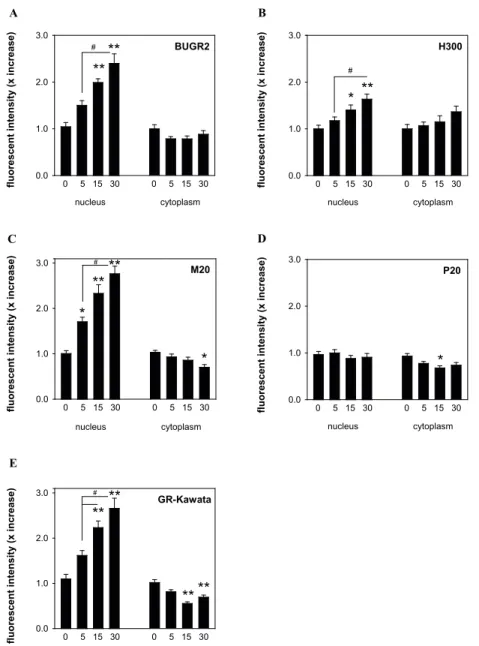 Figure 2 |   Quantification of  GR nuclear translocation patterns in cultured Att20 cells