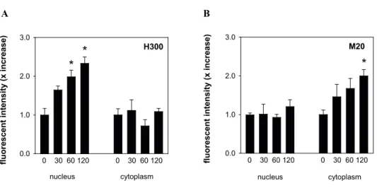 Figure 5 |   Quantification of  GR nuclear translocation patterns in rat dentate gyrus cells