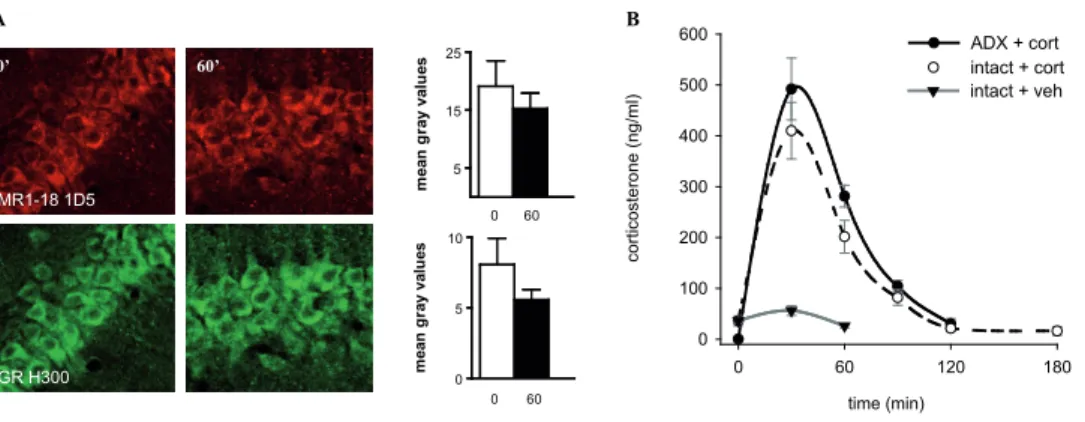 Figure 2 |  Representative confocal imaging and quantification of  MR and GR subcellular distribution in CA1  cells of  vehicle injected intact animals and plasma corticosterone levels