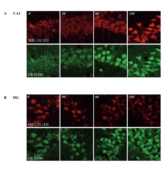 Figure 3 |  Representative confocal imaging of  MR (red) and GR (green) translocation patterns in hippo- hippo-campus of  ADX rats after corticosterone treatment
