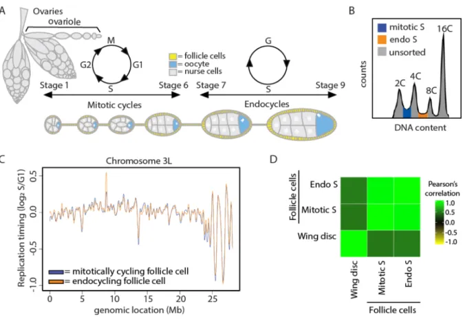 Figure 4.6. S phase strategy does not affect DNA replication timing within the follicle  cells of the adult ovary