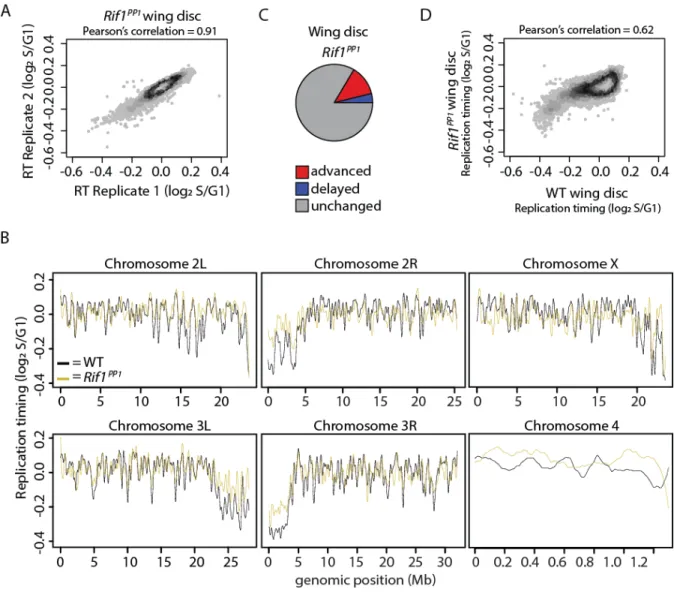 Figure 4.16. Characterization of RT in Rif1 PP1  wing discs. A) Heatscatter plot comparing  Rif1 PP1  wing disc S/G1 (log 2 ) replicate replication timing values